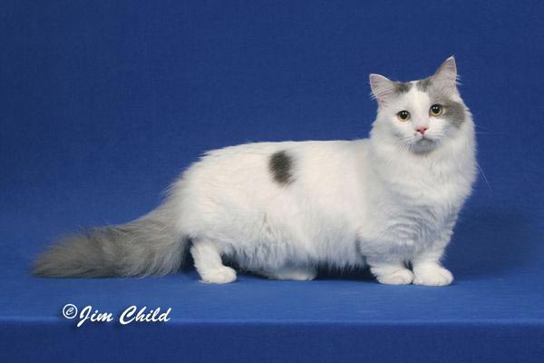 Кошка наполеон: фото, описание породы, характер, правила ухода и содержания | for-pet