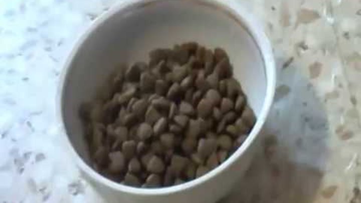 Как правильно размачивать сухой корм для котят