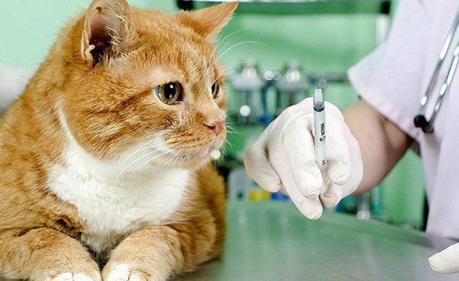 Рвота у кота после вакцинации. последствия и осложнения вакцинации кошек кошку тошнит после прививки