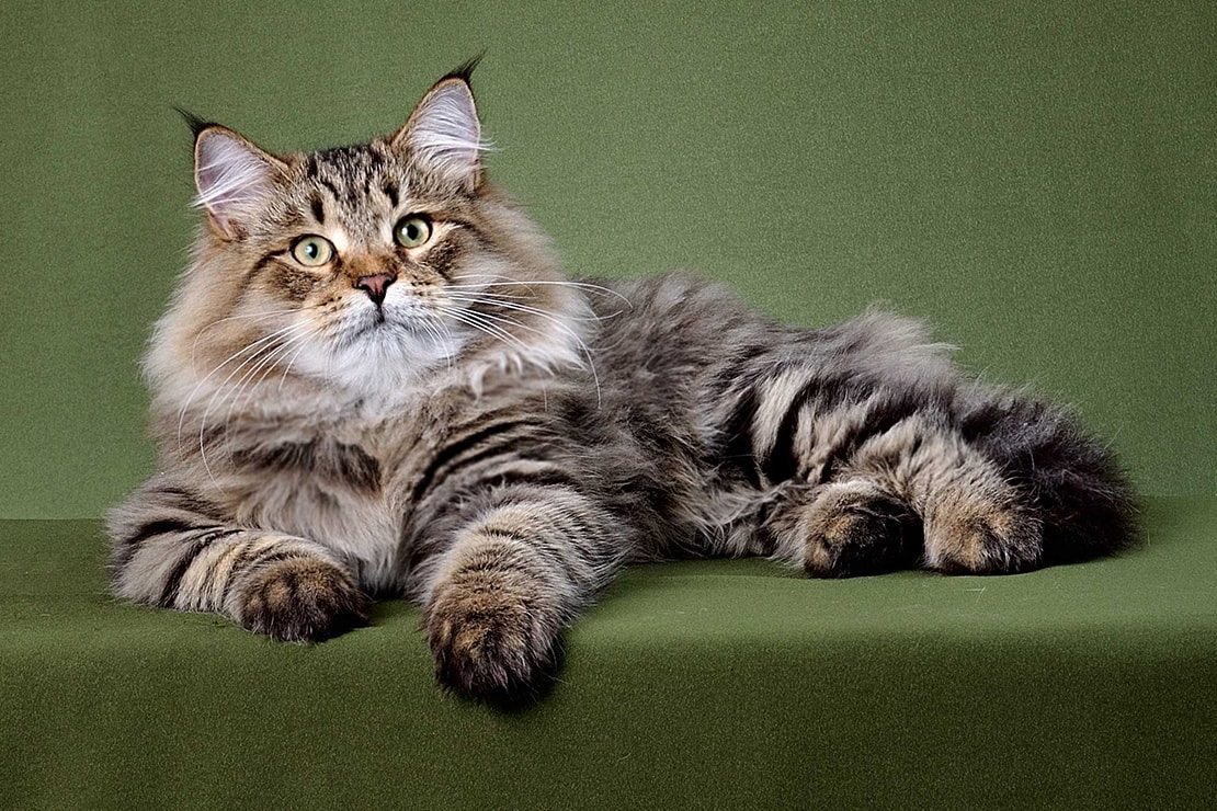 Сибирская кошка: фото, описание, характер, содержание, отзывы