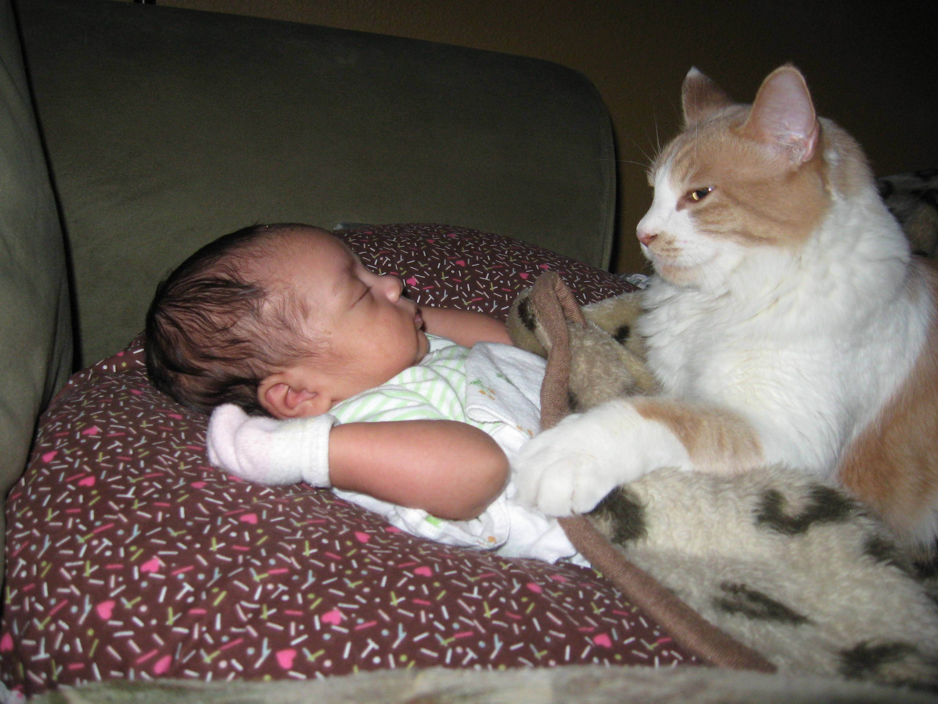 Кот и новорожденный ребенок в квартире