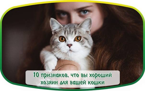 7 признаков, что у вас дома довольная и счастливая кошка