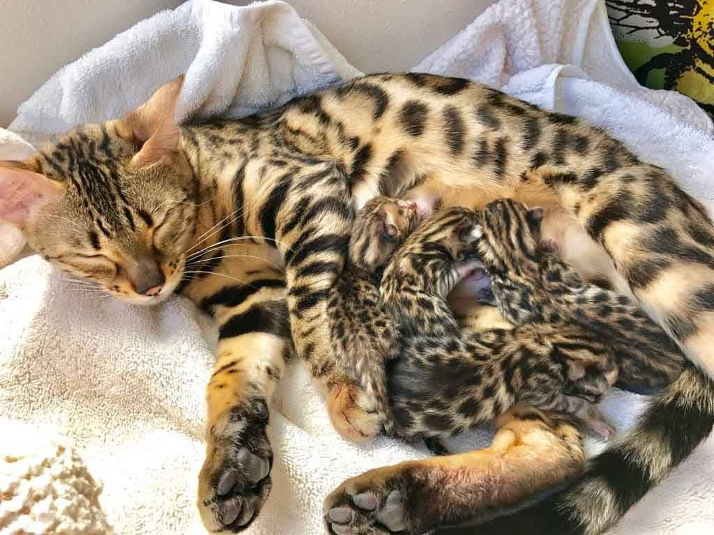 Реанимация новорожденных котят