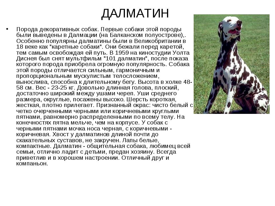 Далматинец - 91 фото выносливой породы родом из хорватии