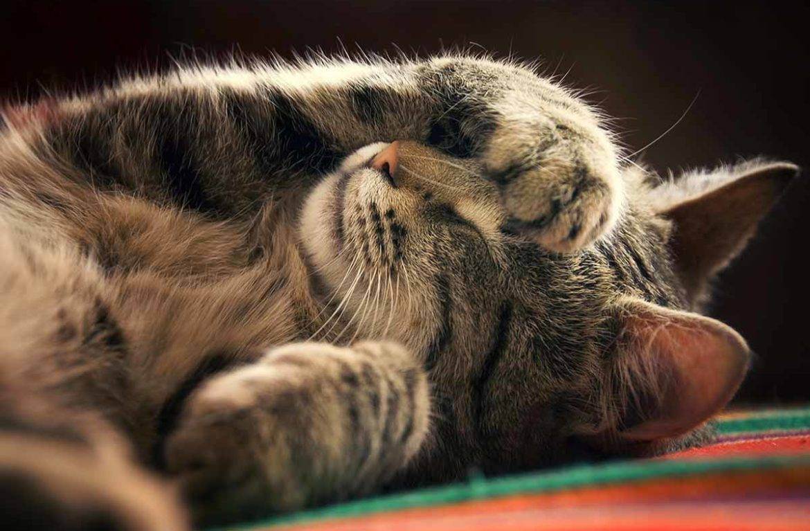 Кошка чихает и фыркает: причины, лечение, профилактика | 
ветеринарная служба владимирской области