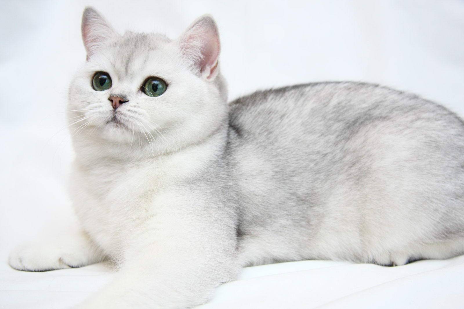 Обзор породы кошек персидская шиншилла: особенности окрасов и характера