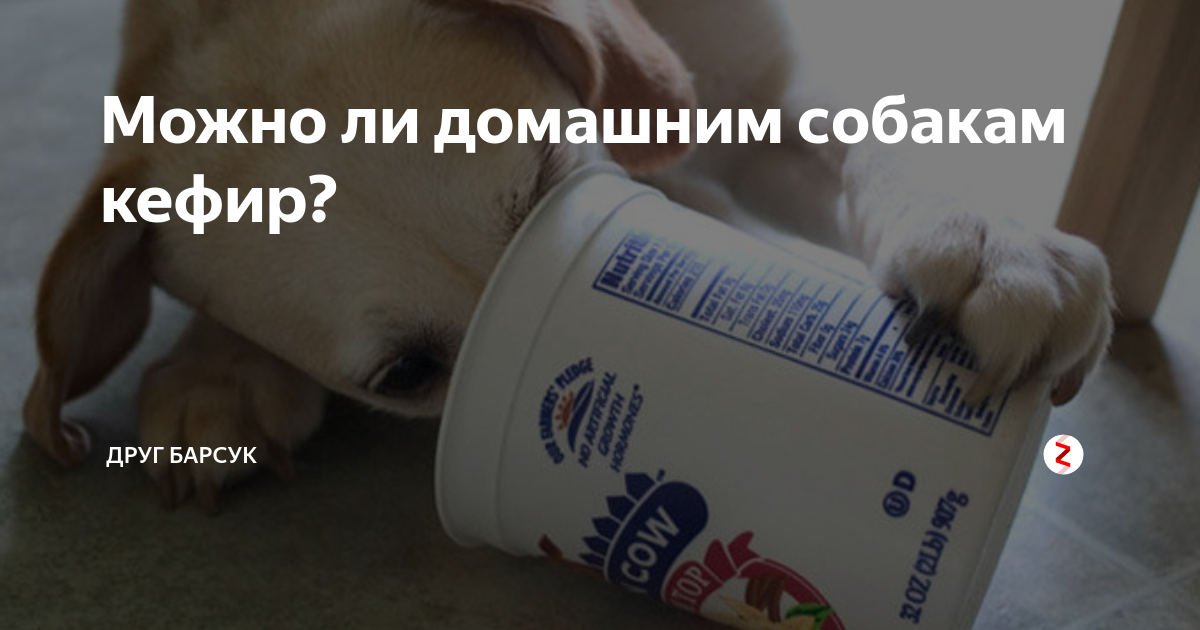 Можно ли собакам молоко – pet-mir.ru
