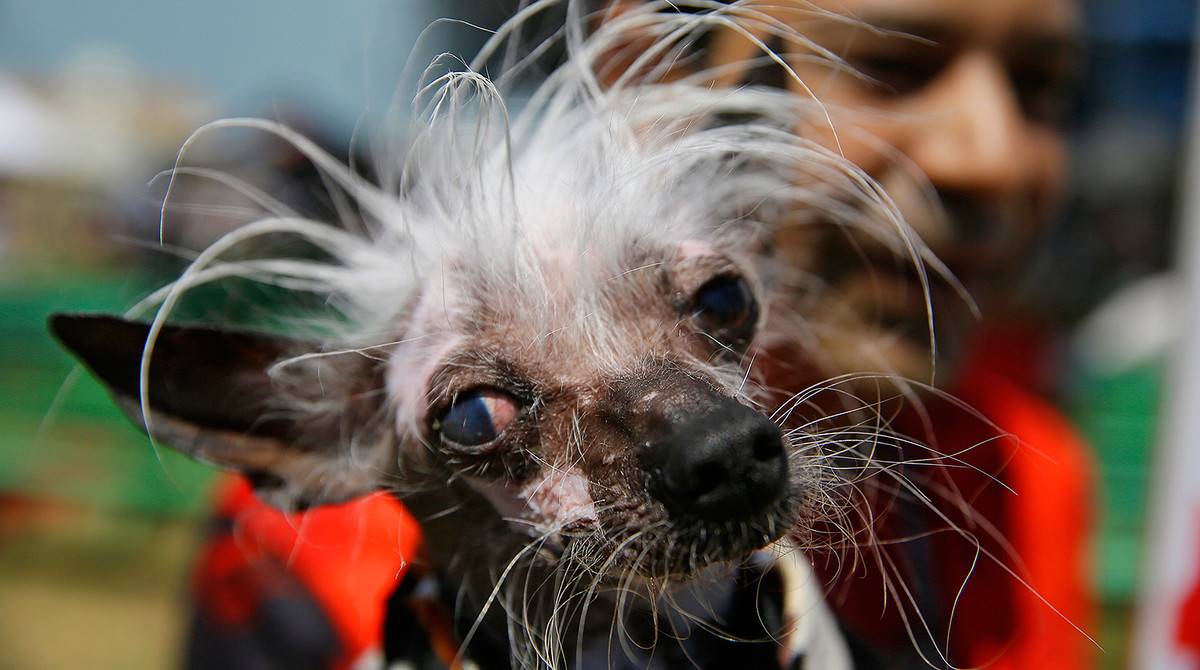 11 самых страшных пород собак, которые только есть на нашей планете!