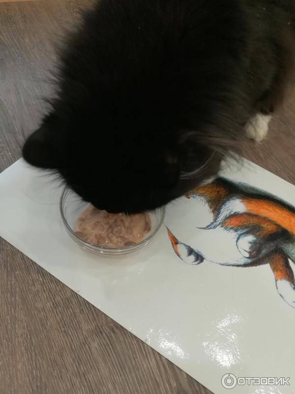Почему кот ест целлофан и что в таком случае делать