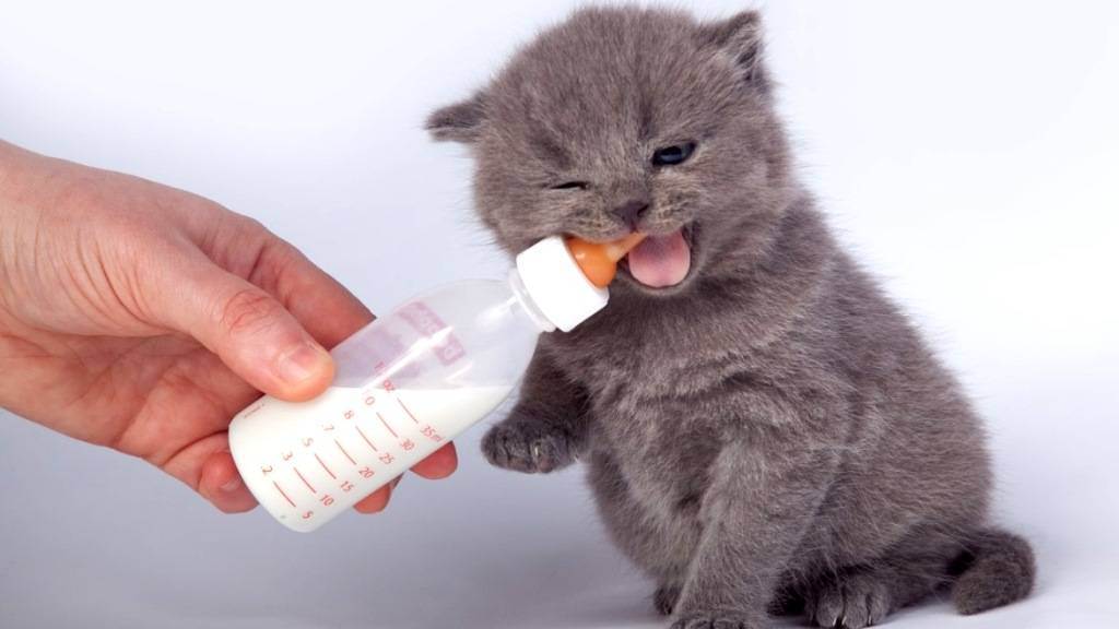 Правда о молоке в рационе вислоухих котят