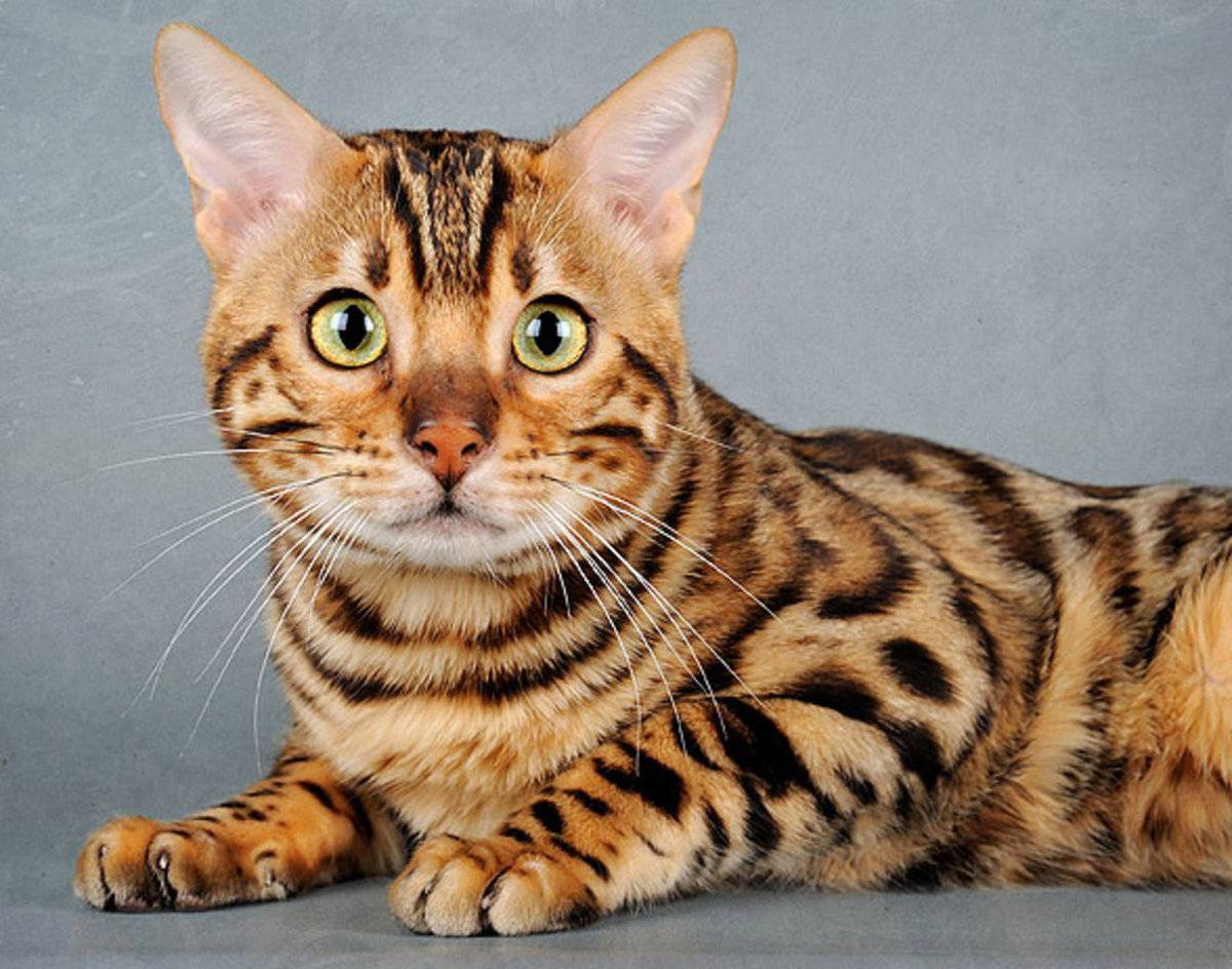 Бенгальская кошка-маленький домашний леопард