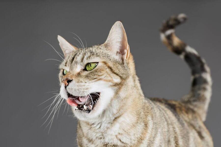 Агрессия у кошек: разбираемся в причинах и способах устранения
