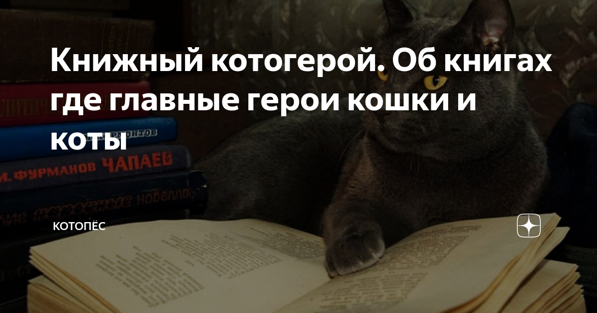 Проблемные породистые кошки и как с ними жить. методичка для начинающих хозяев - новости - 66.ru