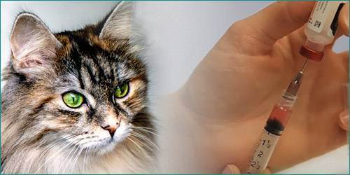 Нужны ли прививки кошкам