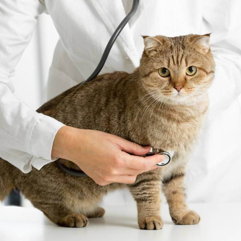 Чумка у кошек – симптомы, лечение, профилактика