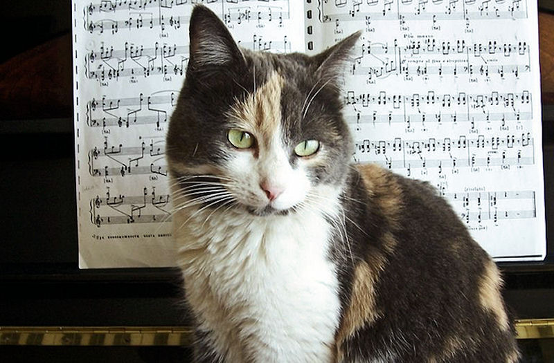 Музыка про кошек