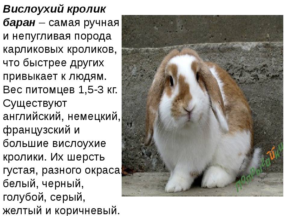 Полный список и описание самых маленьких пород декоративных кроликов