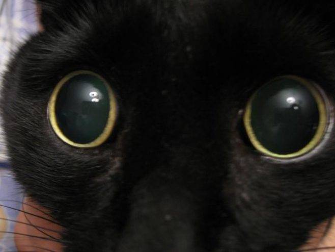 Глаза кошки: их строение, уход за ними, глазные болезни и их лечение