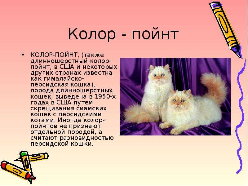 Бурмилла кошка, описание породы, фото, характер, окрас, уход, история, здоровье