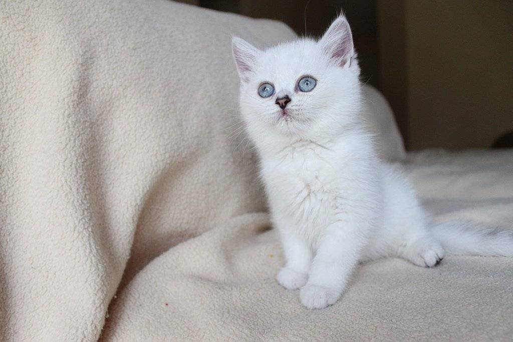 Голубая британская кошка (29 фото): описание британской породы котов, окрас прямоухих британцев, характер котят британских кошек
