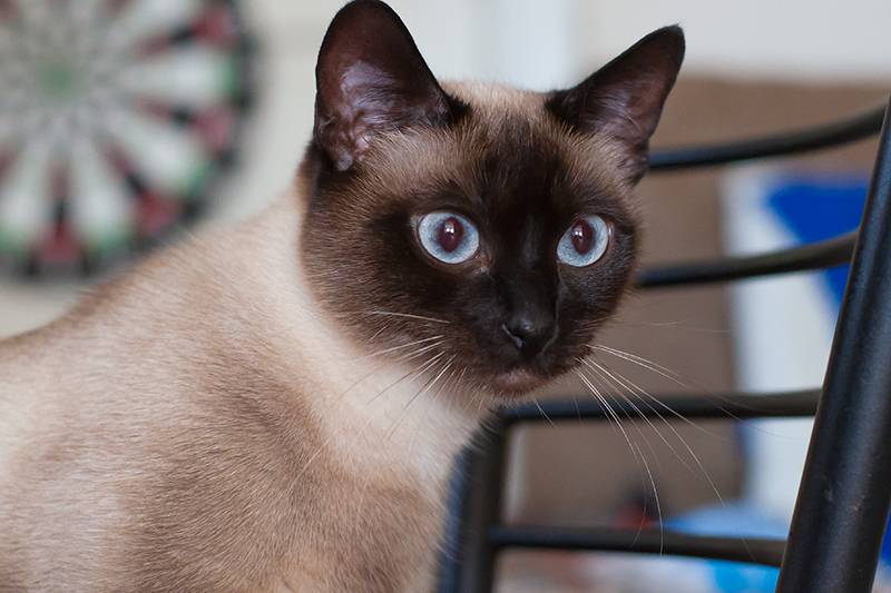 Окрасы тайских кошек (30 фото): описание кошек табби-пойнт и сил-тебби-поинт, блю-пойнт и других окрасов