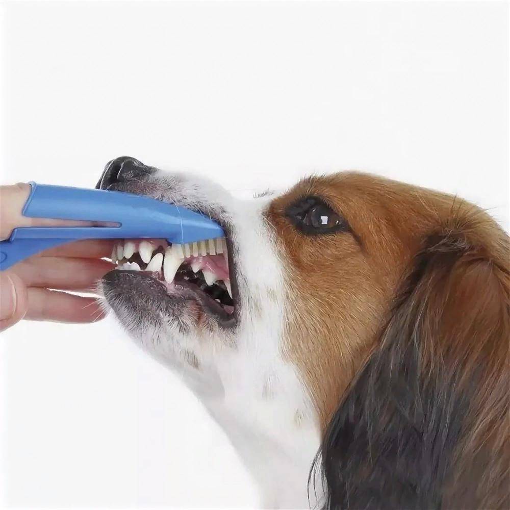 Как чистить зубы собаке: выбор щетки, пасты и пошаговая инструкция