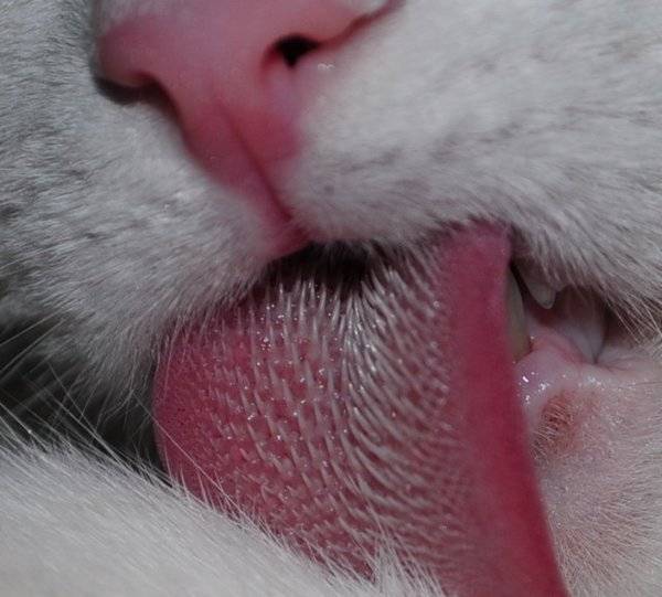 Болезни полости рта у кошек