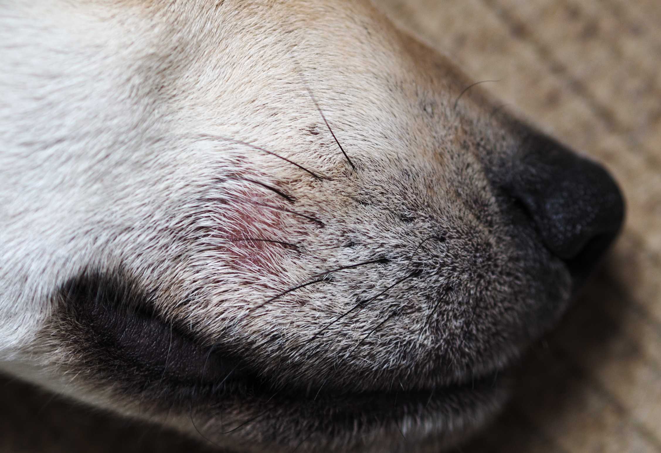 Демодекоз у собак: причины, симптомы, методы лечения и профилактика :: syl.ru