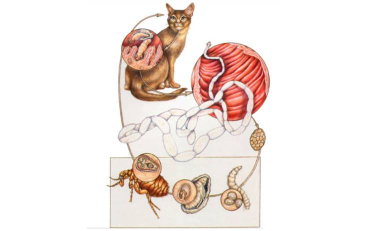 Огуречный цепень у кошек - симптомы наличия паразита и причины