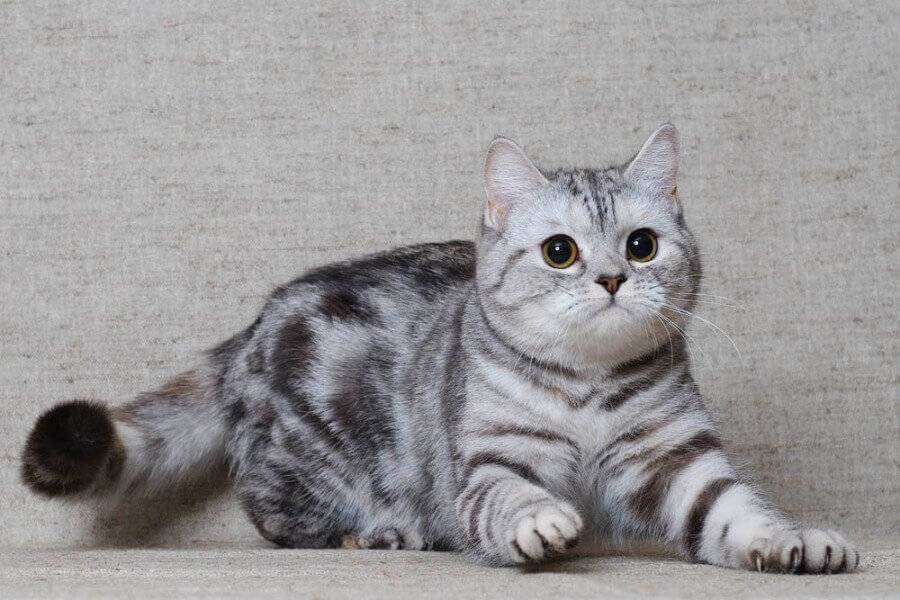 Шотландская вислоухая кошка. скоттиш-фолд