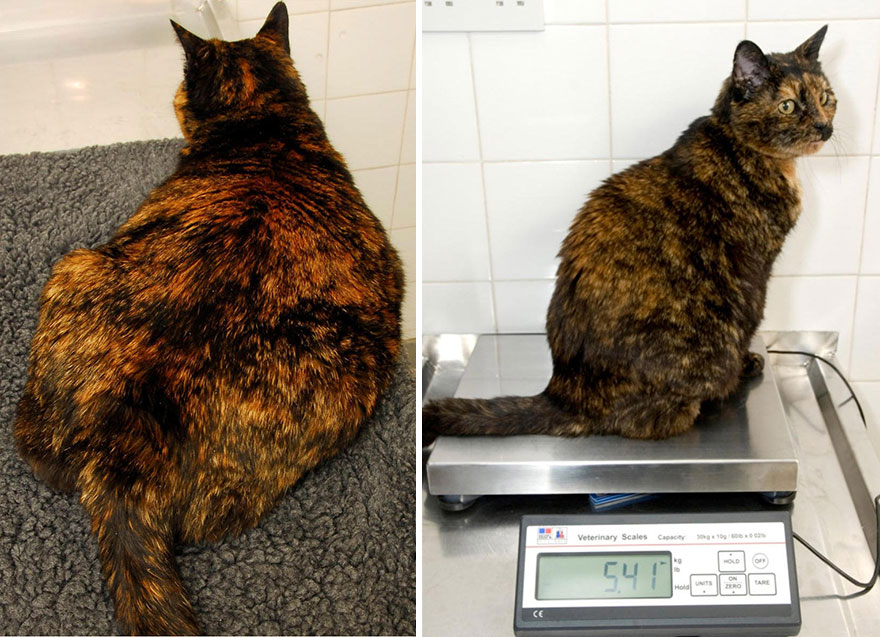 Почему кошка похудела, что делать? возможные причины похудения у кошек и сопутствующие симптомы - автор екатерина данилова