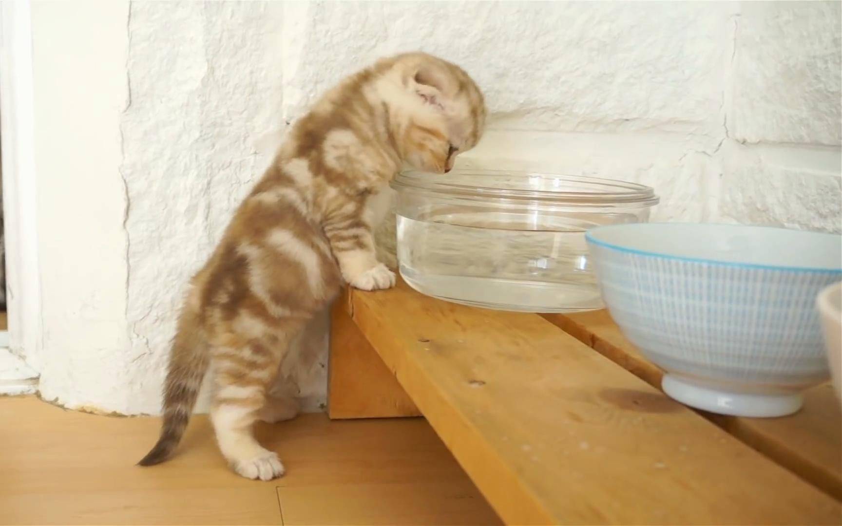 Что делать, если котенок не пьет воду?