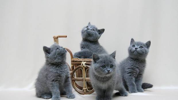 Клички для британских котов и кошек: популярные и красивые имена, которыми можно назвать мальчика и девочку британской породы