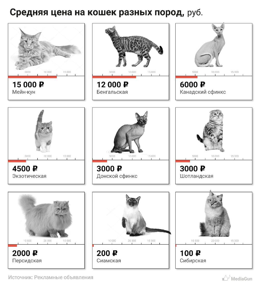 Как определить породу кошки или котёнка: идентификация онлайн по окрасу кошки