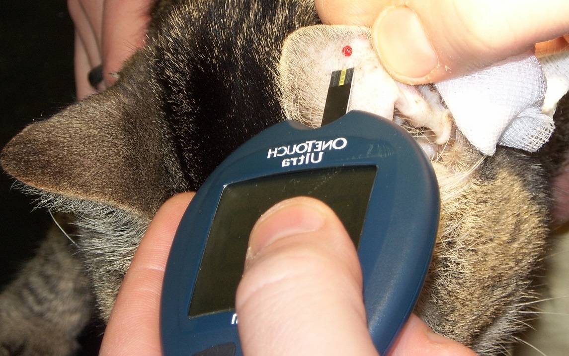 Сахарный диабет у кошек - симптомы, признаки и лечение заболевания - petstime.ru