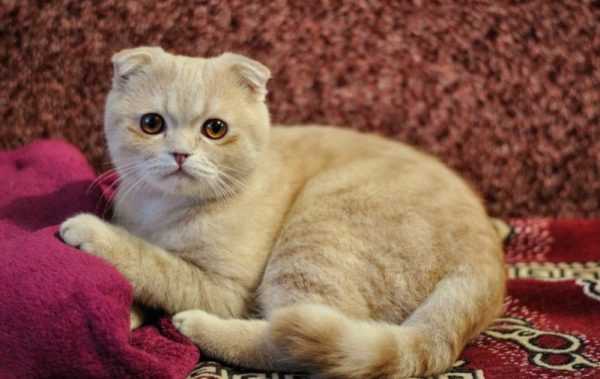 Как назвать кошку и кота шотландской вислоухой породы?