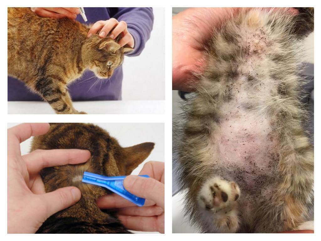 Блохи у кошек - ветеринарные статьи специалистов клиники «джунгли»