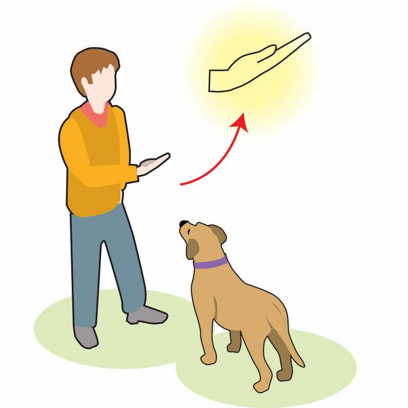 Список команд для собак: обучаем собаку командам