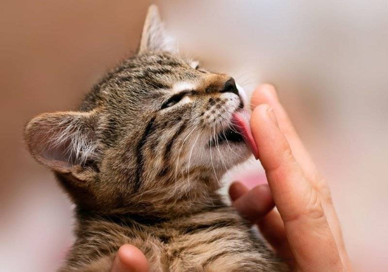 Почему кошки шипят: причины странного поведения
почему кошки шипят: причины странного поведения