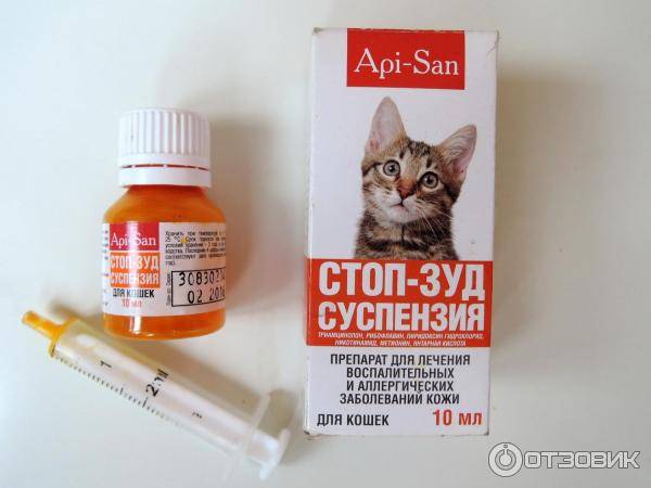 Как лечить аллергию у кошек в домашних условиях: симптомы и фото
