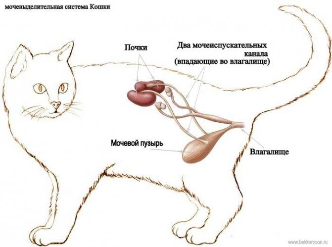Вся правда о цистите у кошек и котов