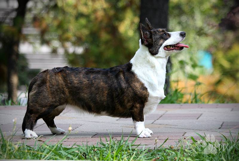 Корги кардиган фото взрослой собаки