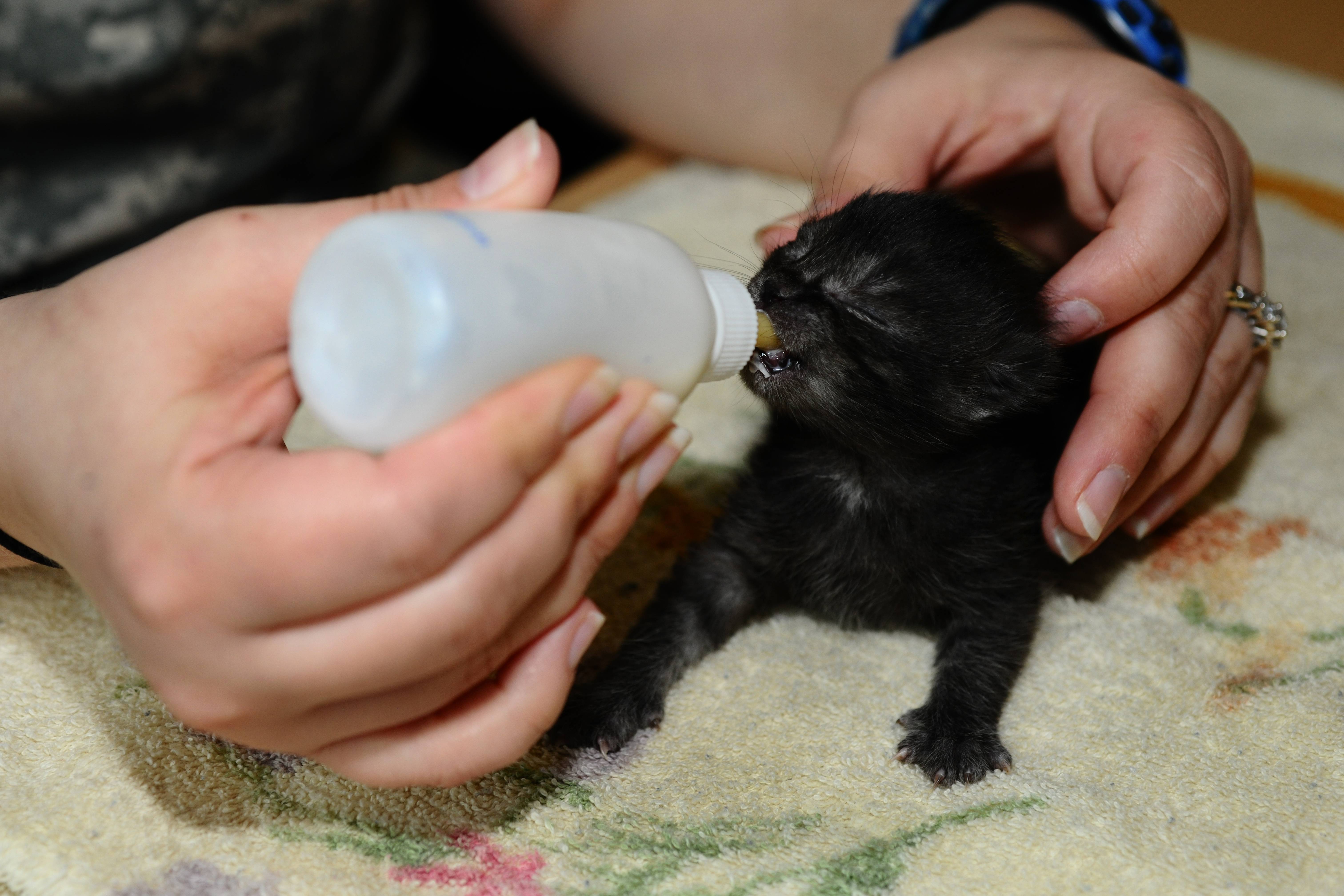 Можно ли кошкам молоко — какие ограничения существуют