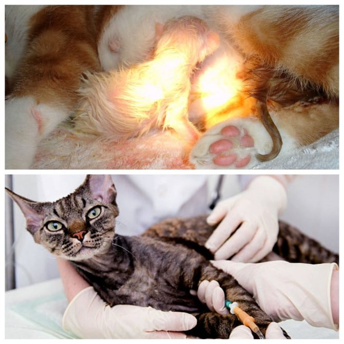 Кровяные выделения у кошки после родов: причины, лечение