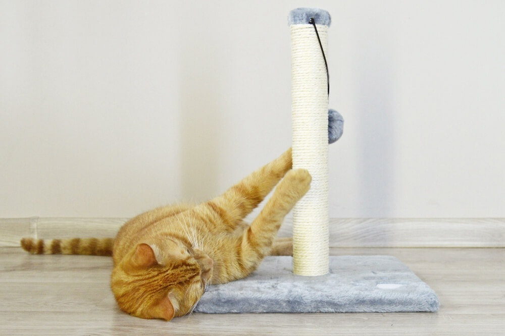 Как приучить кота к когтеточке в квартире быстро