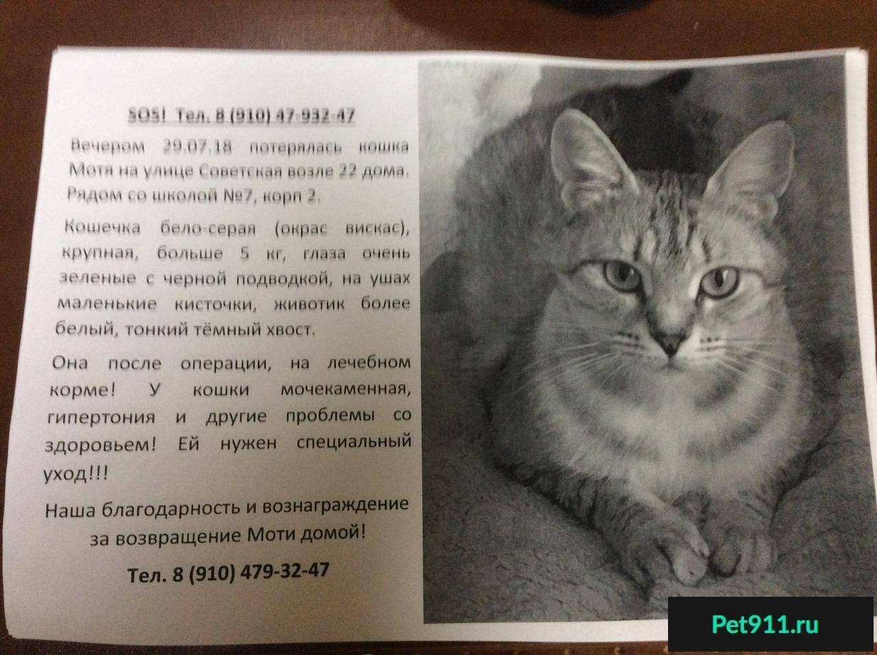 Сиамские кошки: особенности внешности и характера, питание, уход и разведение