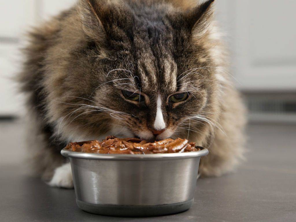 Почему старые кошки много едят. почему кошка много ест и не наедается