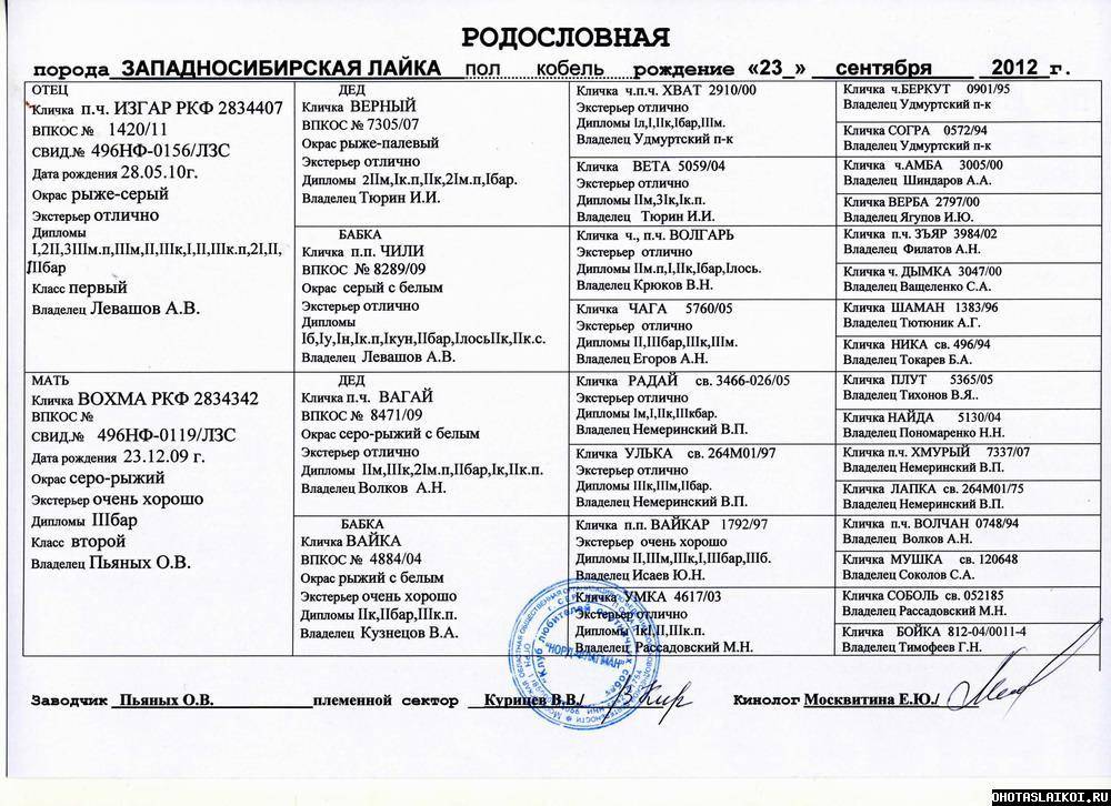 Имена для русско европейской лайки. клички для собак породы лайка: основные секреты выбора