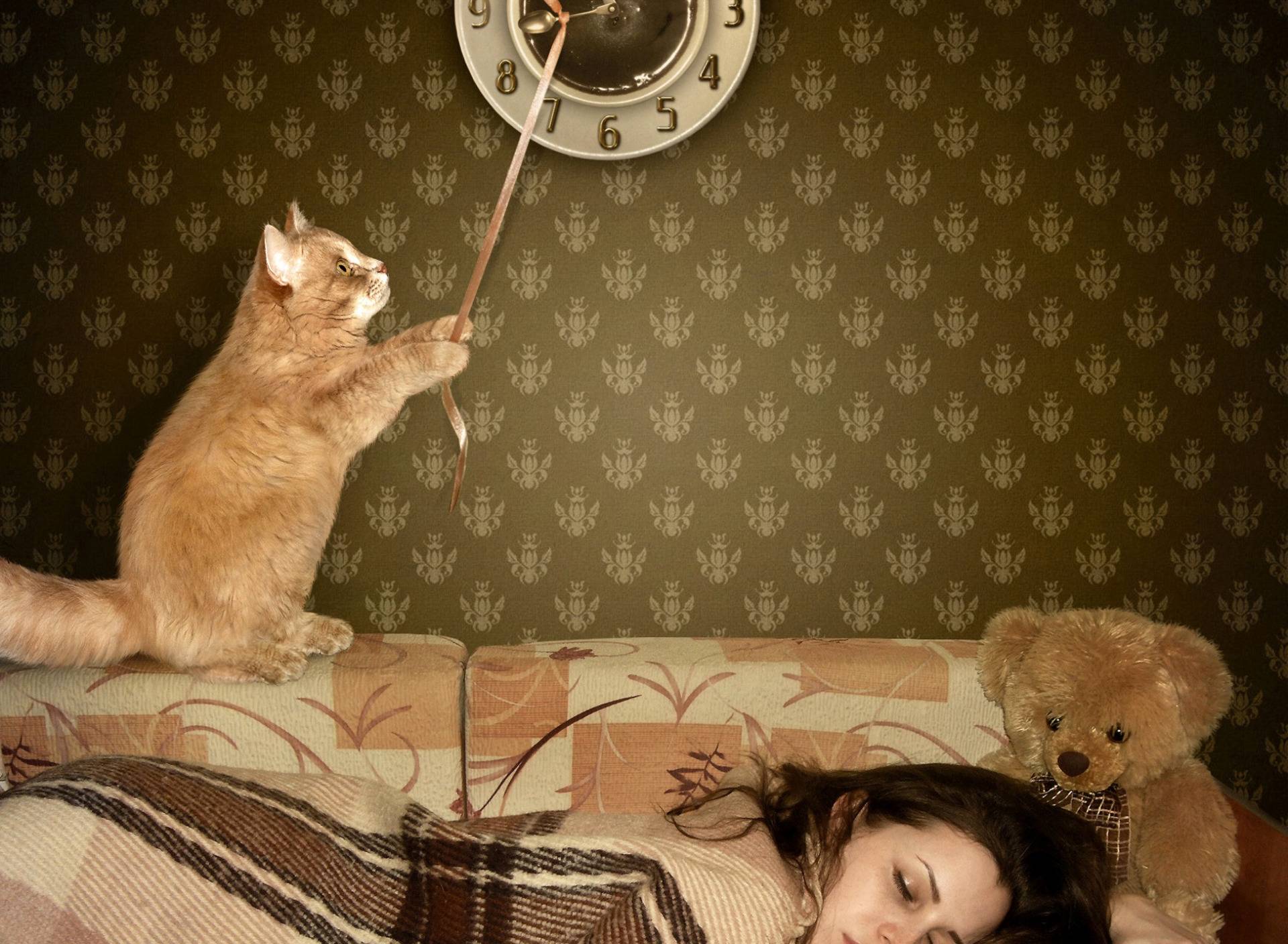 Кот не дает спать по ночам – что делать, как приучить его отдыхать, а не играть и беситься?