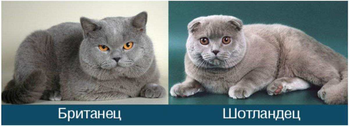 Отличия британской породы кошек от шотландской: в чём разница?
